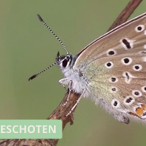 Icarusblauwtje in het zonnetje