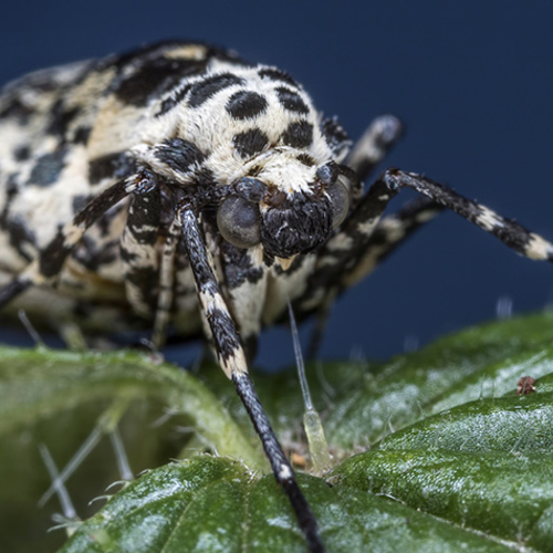 Vlinder zonder vleugels