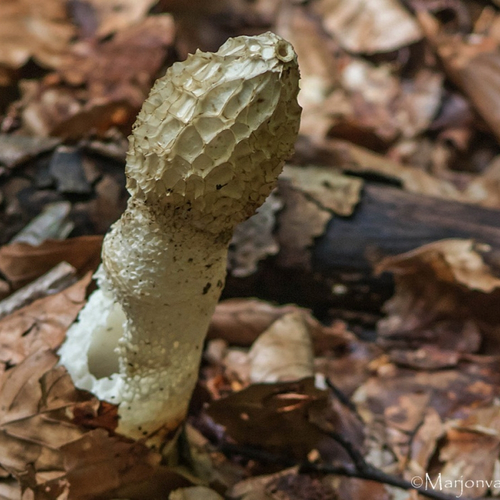 Hitte en droogte funest voor paddenstoelen