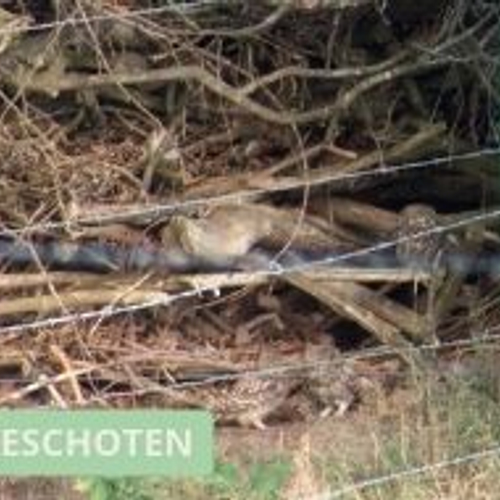 Konijn verrast steenuilkuikens