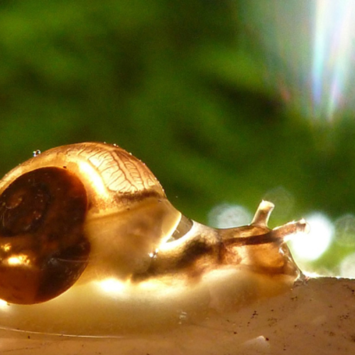 Fotoserie: Goud in de natuur