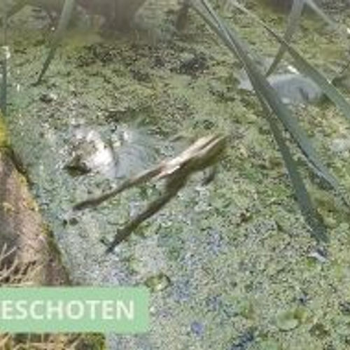 Kikker plast in eigen plas