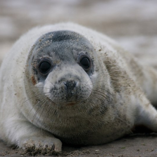 Schouten: ‘Minder opvang van zeehonden’