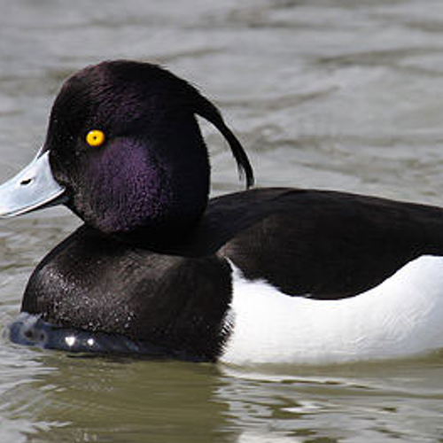 Vogelgriep rukt op