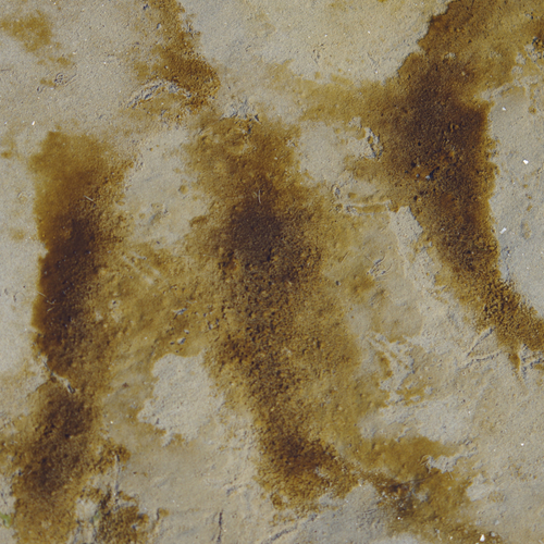 Kiezelwieren: de zonnepaneeltjes van het wad