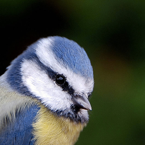 Dieren maken handig gebruik van uv-licht