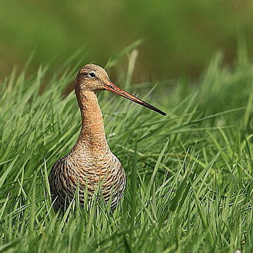 Kattenraster beschermt weidevogels
