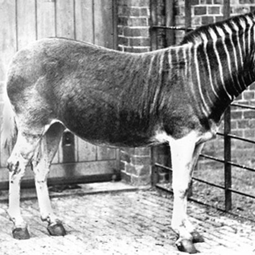 Quagga, schlemiel van de uitgestorven dieren