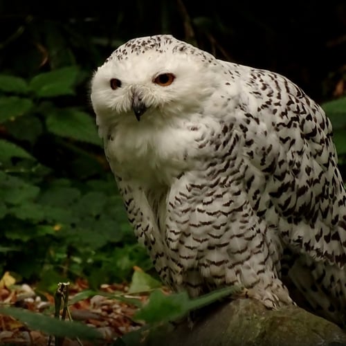 Afbeelding van Sneeuwuil en 39 andere soorten nu op lijst beschermde dieren