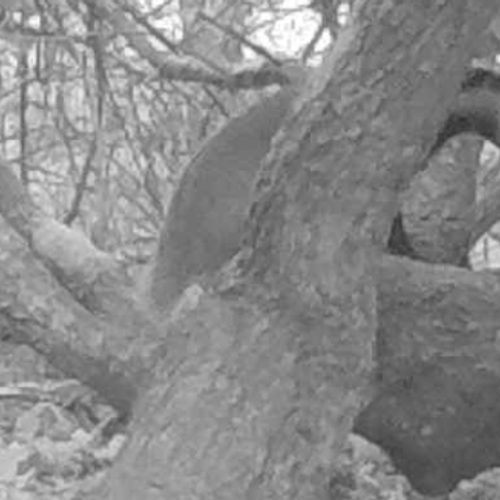 Duidelijk: dassen horen niet in bomen