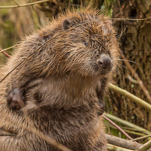Wildlife Film Festival Rotterdam