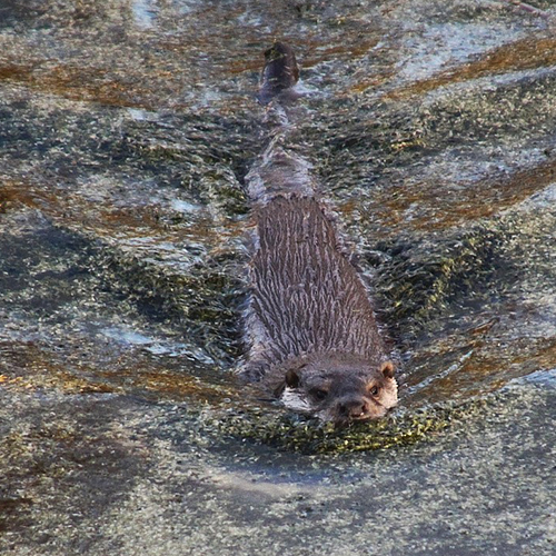 Otterpopulatie Nederland neemt nauwelijks toe