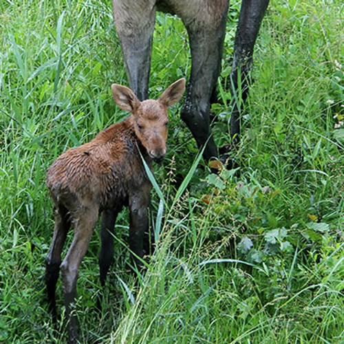 Eland geboren in Natuurpark Lelystad