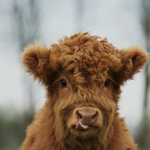 Gemeente Almere vergeet Schotse hooglanders te voeren