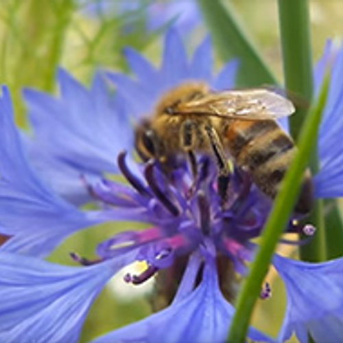 Bij op korenbloem