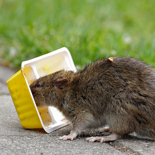 Afbeelding van Ongediertebestrijding: focus verschuift van bestrijden naar voorkomen