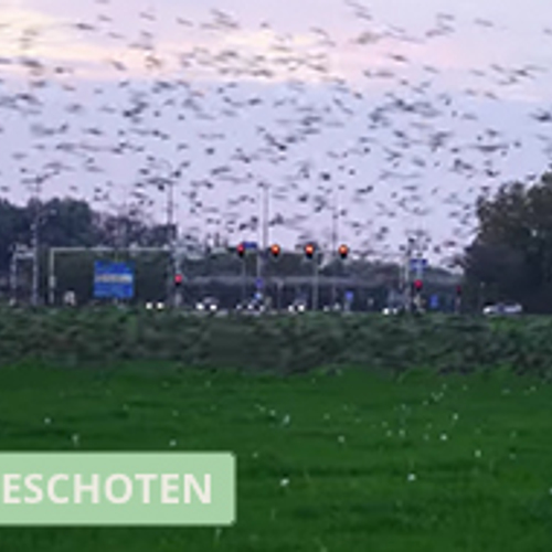 Enorme zwerm spreeuwen in weiland
