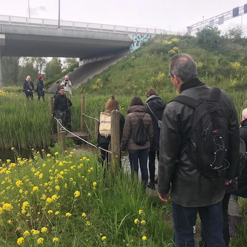 De groene scheggen van Amsterdam