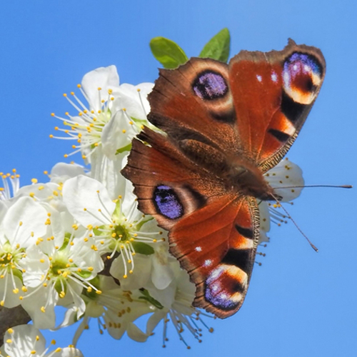 Veel dagpauwogen dit voorjaar