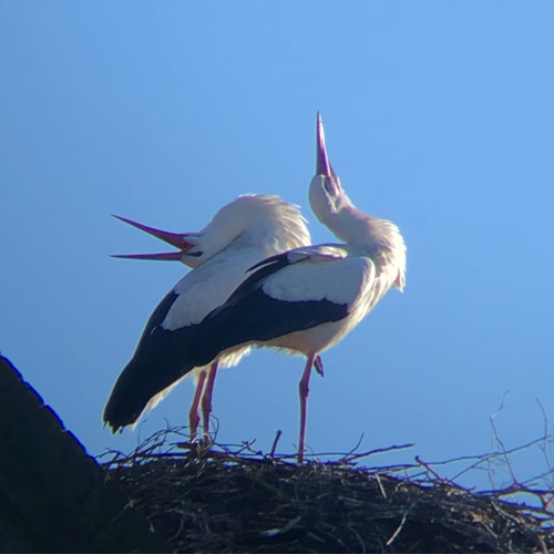 Klepperende ooievaars | Zelf Geschoten