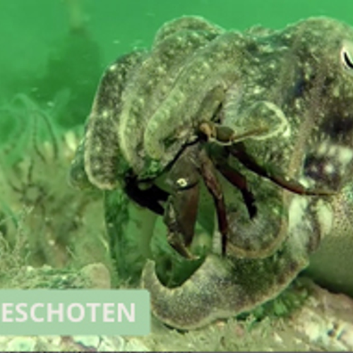 Winnaar Zelf Geschoten: Sepia eet een krab