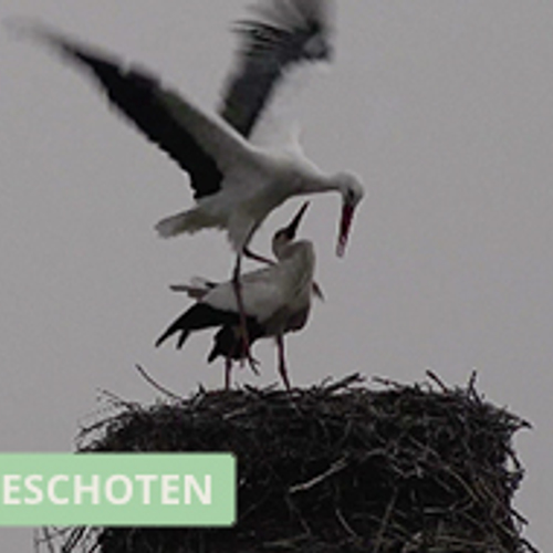 Verliefde ooievaars op nest