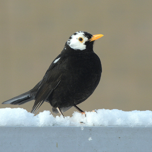 Leucistische vogels