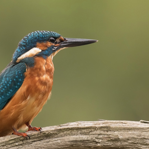 Aantal ijsvogelpaartjes sterk afgenomen in 2018