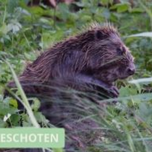 Krabbende bever