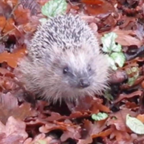 Egel familie in de tuin