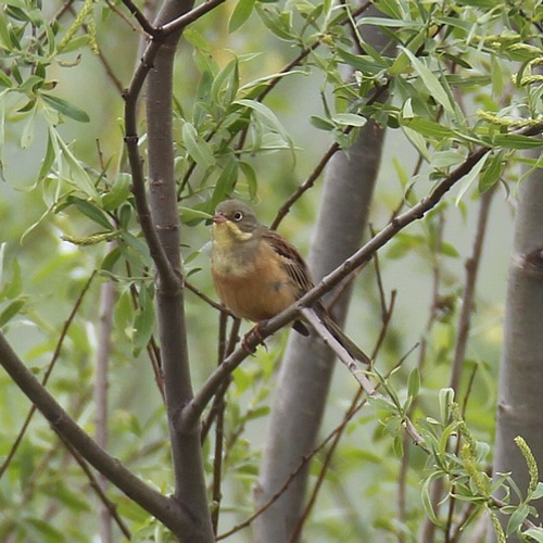 Fenolijn 035 - 67 11 338