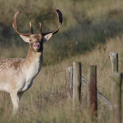 Nachtegaal versus damhert