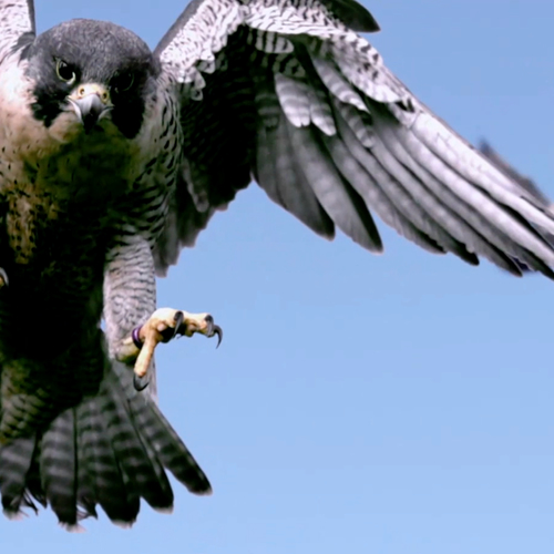 Roofdieren, prooien, natuurmonoloog, fenolijn en alle overige onderwerpen