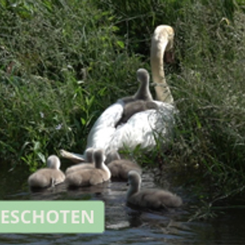 Winnaar Zelf Geschoten: jonge knobbelzwaan houdt het niet droog