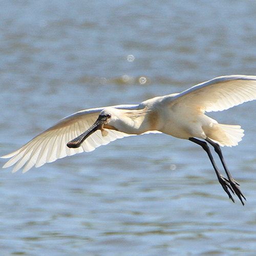 De lepelaar van het Markiezaat