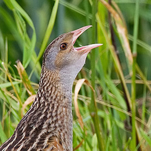 Laagste aantal kwartelkoningen sinds 1980