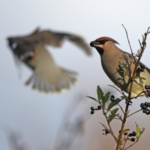 Foto's van natuurlijke bijzonderheden in 2016