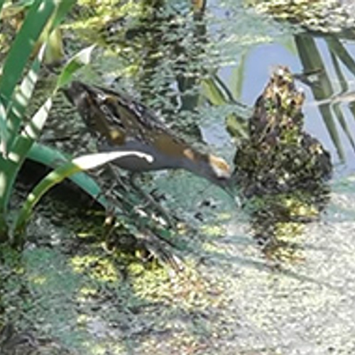 De zomer van het kleinst waterhoen