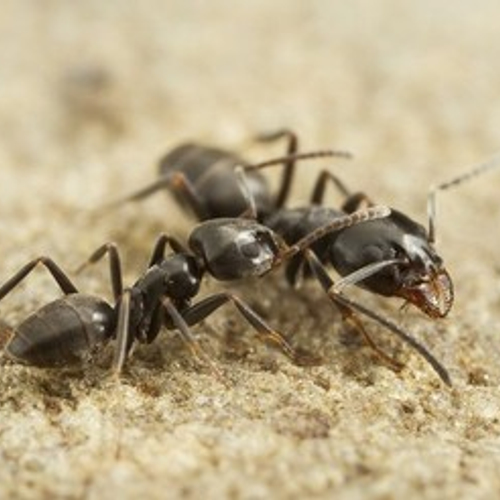 Mediterraan draaigatje rukt op