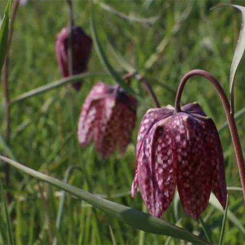 Kievitsbloemen in volle bloei