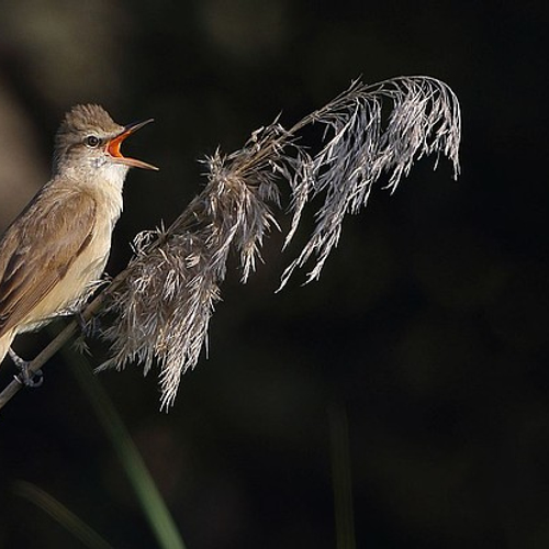 Vogeltrekjournaal: de grote karekiet