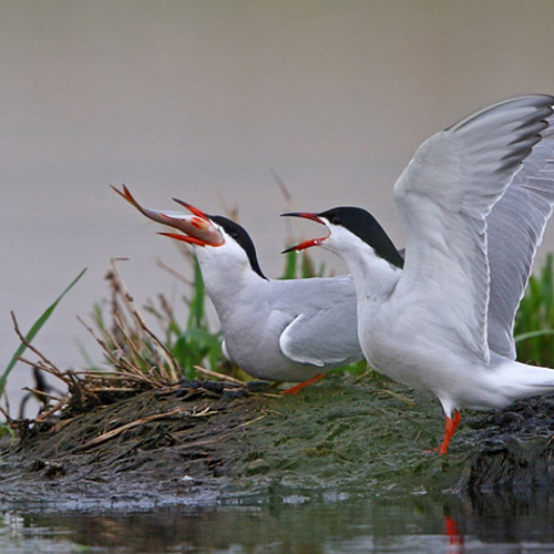 Vogel- en viseiland middenin Haringvliet