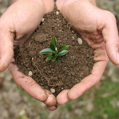 Verscheidenheid plantensoorten maakt bodem sterk