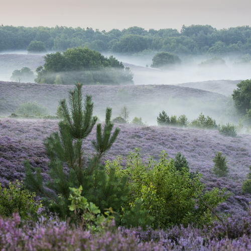 Afbeelding van Gelderland wil stikstofarme zones van 500 meter rond natuur