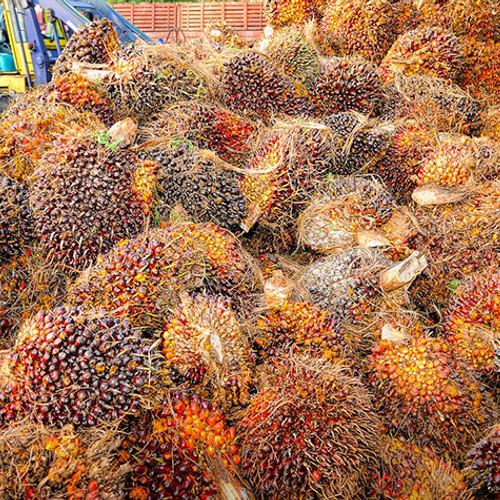 Palmolieactivist uit Liberia krijgt internationale milieuprijs