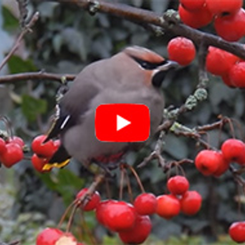 Pestvogel op Vlieland