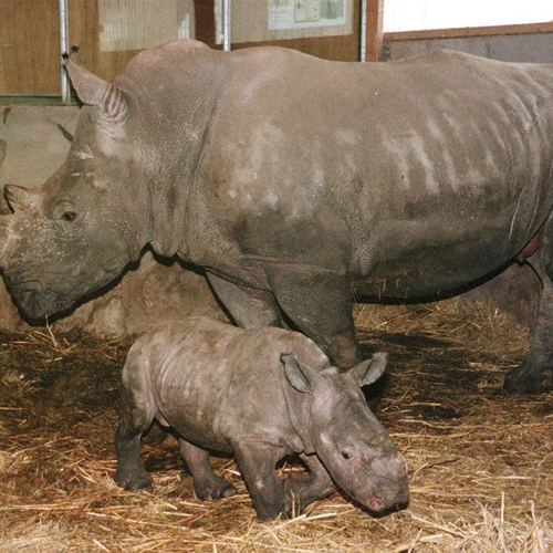 Stropers doden neushoorn in Franse zoo