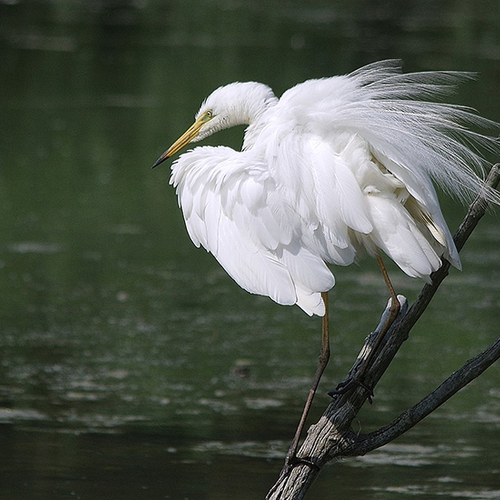 Grote zilverreigers en  veengronden in het Naardermeer