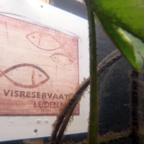 Snorkelen in de Leidse grachten