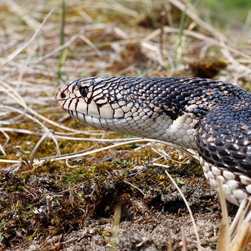 Stierslangen in de duinen van Zuid-Holland